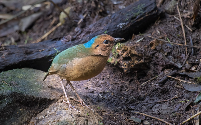 Blue-naped Pitta at Phia Oac-Phia Den National Park, Northern Vietnam.